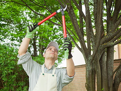 Tree Services Naples, FL