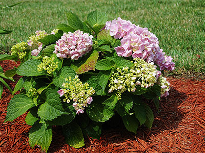 Mulch Services Estero, FL