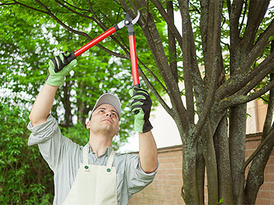 Tree Work Estero, FL